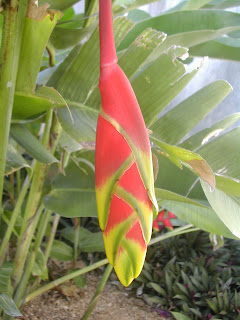 Heliconia rostrata, Parrot's beak