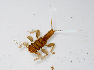 Stonefly (Order Plecoptera) larva