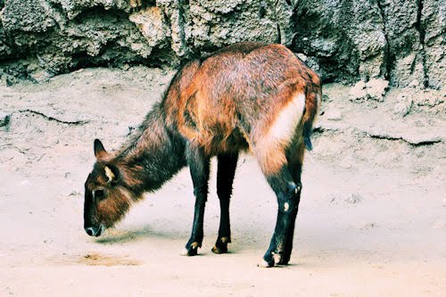 Animales del Bosque de Chapultepec: Antílope