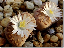 Lithops4