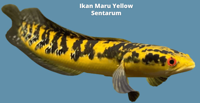 Ikan Maru Yellow Sentarum