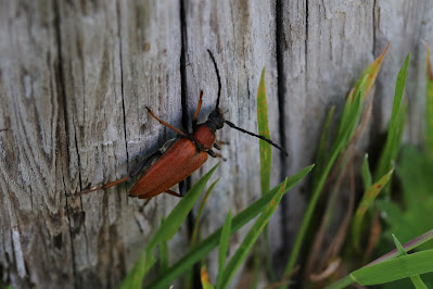 Reade Smelbok - Gewone Smalboktor - Stictoleptura rubra