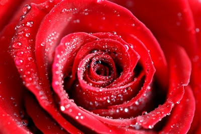 valentines day roses by cool wallpapers at cool wallpapers and wallpaper