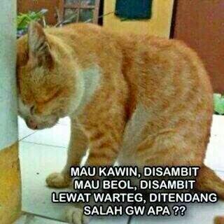 Kumpulan Meme Kucing Lucu