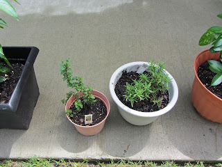 Gardening with Bobbins of Basil