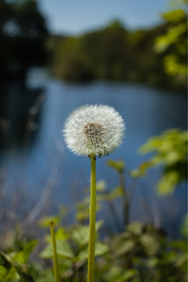 Close-up of dandelion 