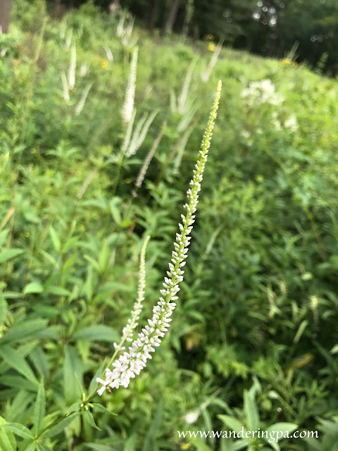 Culver's root at the prairie of Jennings Environmental Education Center in Pennsylvania in late July.
