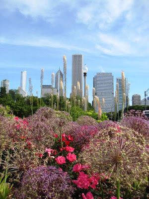 Flowering shrubs with the Chicago skyline in the background