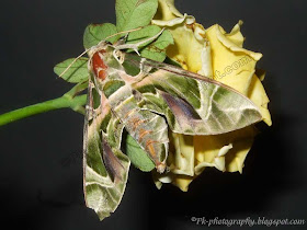 Oleander Hawk Moth Picture