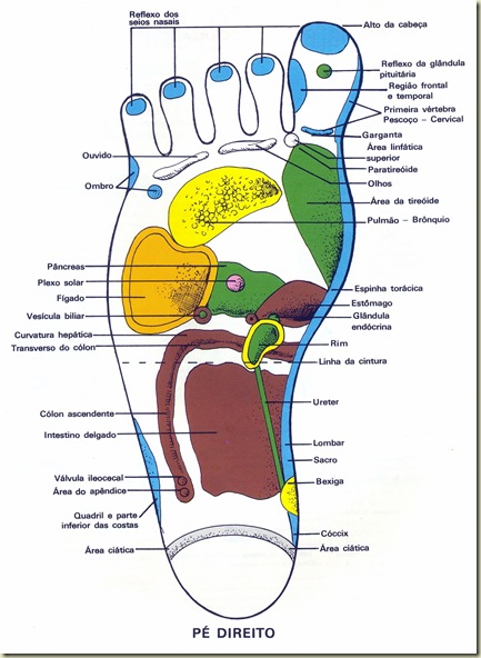 Reflexologia Mapa do Pé Direito