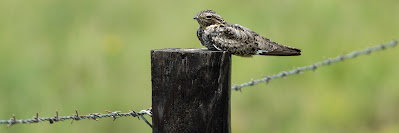 Common Nighthawk, Anahuac National Wildlife Refuge
