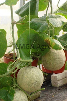 jual benih, melon,action 434, cap kapal terbang, benih bisi, harga murah, toko pertanian, toko online, lmga agro