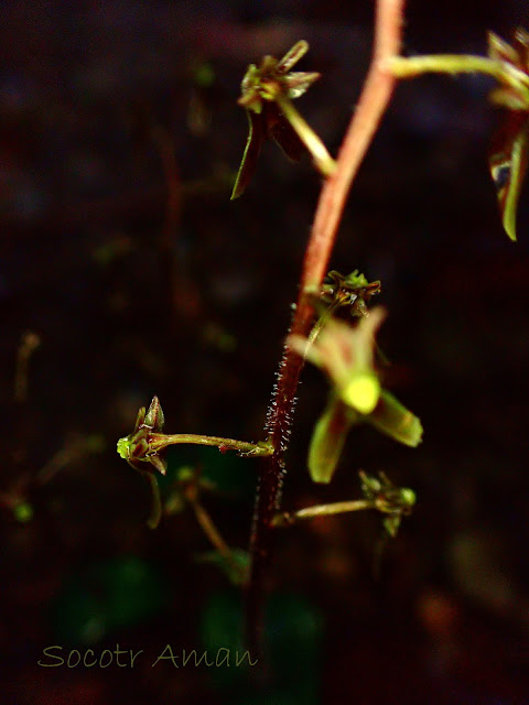 Neottia japonica