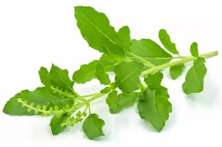 is-tulsi-good-for-joint-pain-in-hindi