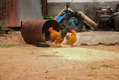 Ternak ayam kampung di lahan sempit PASTI BERHASIL