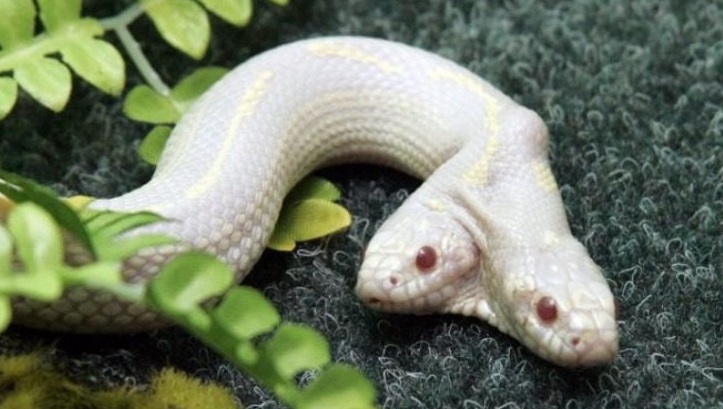 Ανακαλύφθηκε δικέφαλο φίδι σε δάσος στις ΗΠΑ!!!