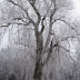 Fog Ice Gives Decorating Inspiration