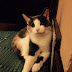 Animal Friends' Home-to-Home program presents: Puss!