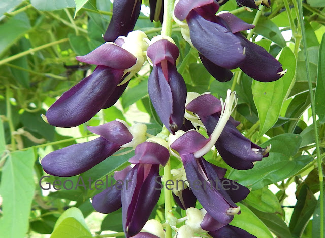 cacho de flores de mucuna-preta 