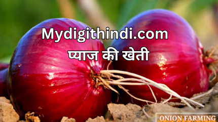 प्याज की खेती | farming of onion