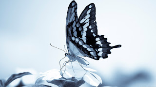 mariposa negra con blanco