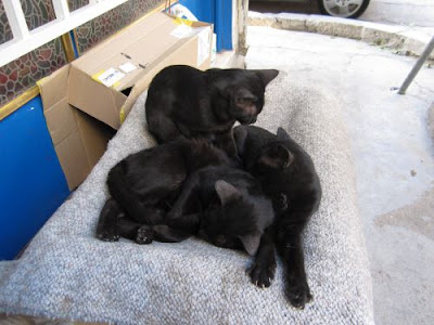 black cats