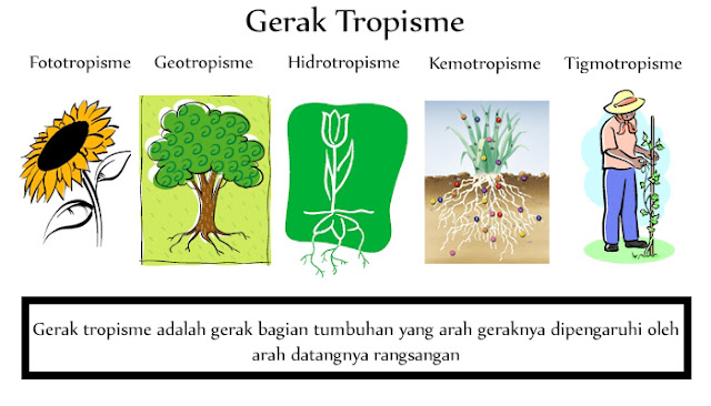 Tropisme Positif