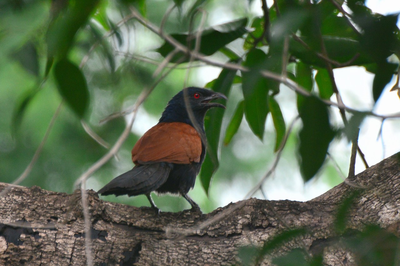 Centropus sinensis intermedius