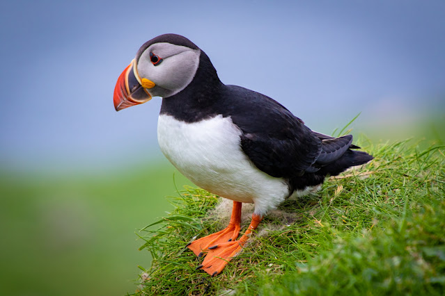 Isola di Mykines-Puffin-Pulcinella di mare