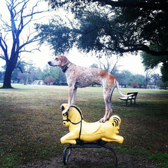 theron humphrey fotografia cachorro em cima de coisas se equilibrando maddie dog on things