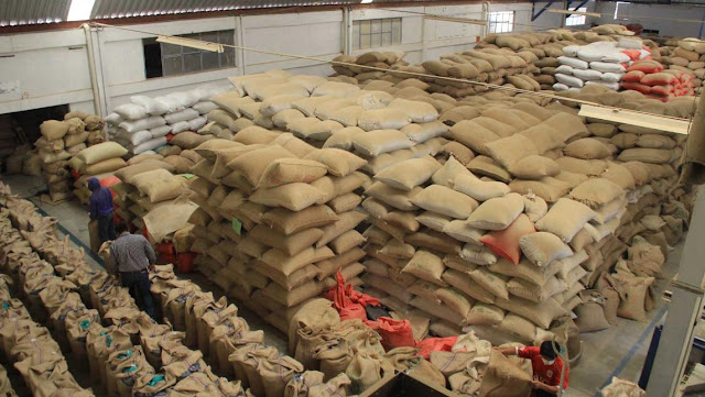  Oaxaqueños se independizan de los monopolios y empiezan a exportar su café sin intermediarios