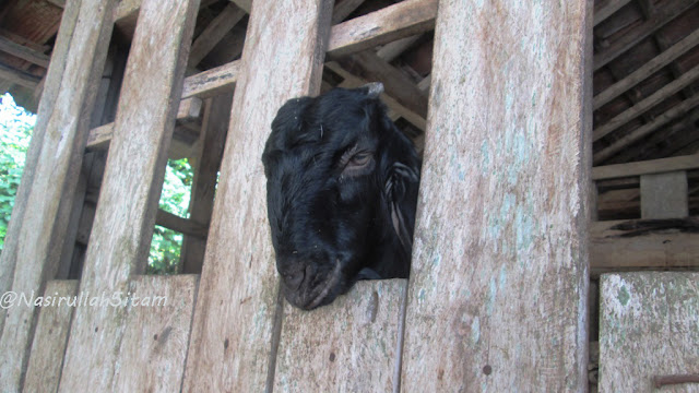 Melihat kandang Kambing