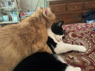 orange cat grooming tuxedo cat
