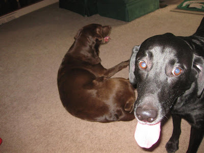 chocolate lab, black lab, happy