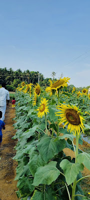 Sunflower Field: Palachiramadu - Mannilpilakkal, Location