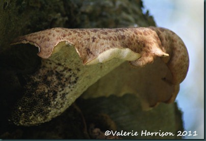 3-dryads saddle