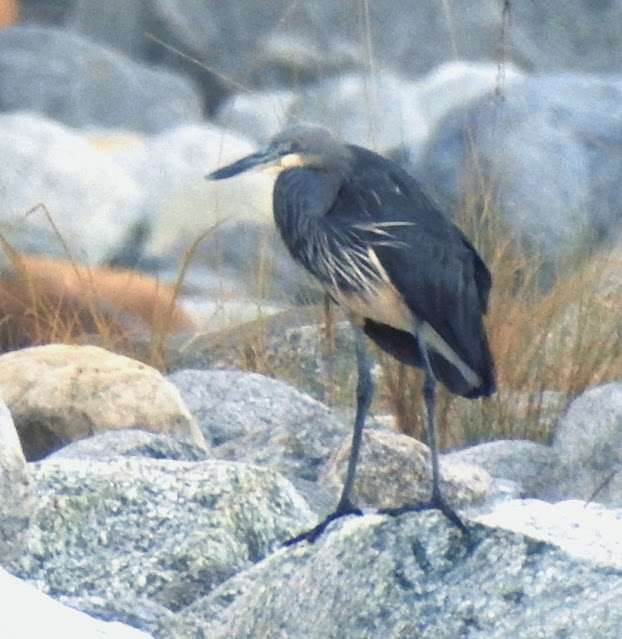 Ardea insignis