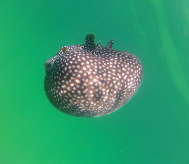 Black and white spotted pufferfish