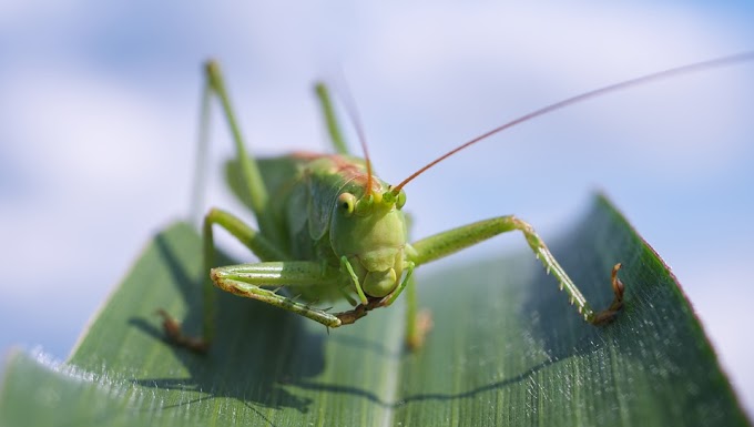 Fase 2: invasione di cavallette dopo il virus e il sisma