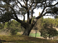 Una altra de les grans alzines del Pinell del Bosc