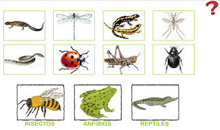 http://primerodecarlos.com/SEGUNDO_PRIMARIA/diciembre/Unidad5/actividades/cono/anfibios_reptiles_insectos.swf