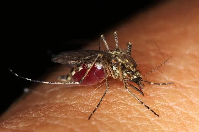 Investigadores revelan el asombroso sentido del olfato de los mosquitos: ¿Cómo localizan a sus objetivos a 100 metros de distancia?