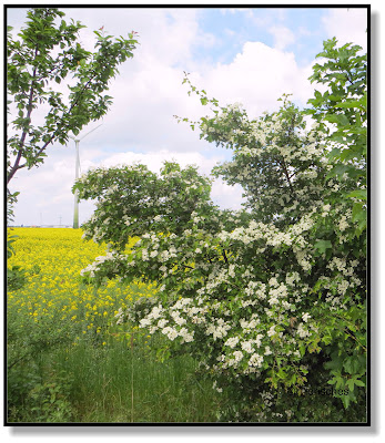 durch die Felder wandern