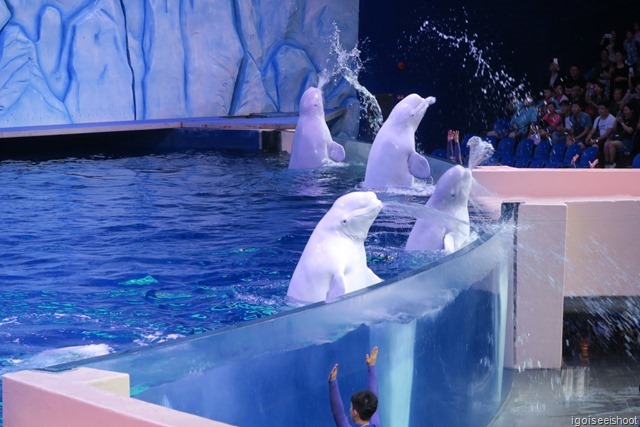 Beluga performance, one of the highlights at Chimelong Ocean Kingdom.  