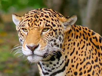 Information and Wallpapers: Jaguar