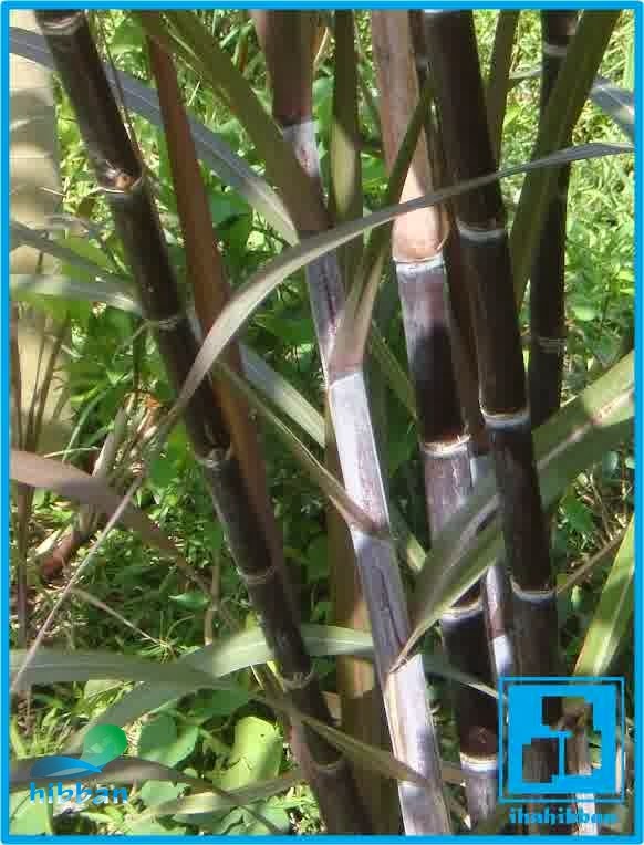 Jual Tebu Hitam Asli  Ciri ciri  Tebu Hitam yang  Asli 