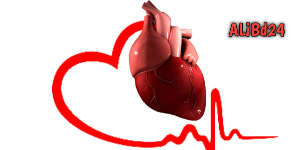 About Cardiovascular system