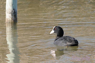 Marjal dels Moros, Focha común (Fulica atra - Coot)