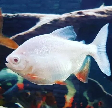 Ikan Hias Pacu Albino Mirip Bawal dan Piranha 