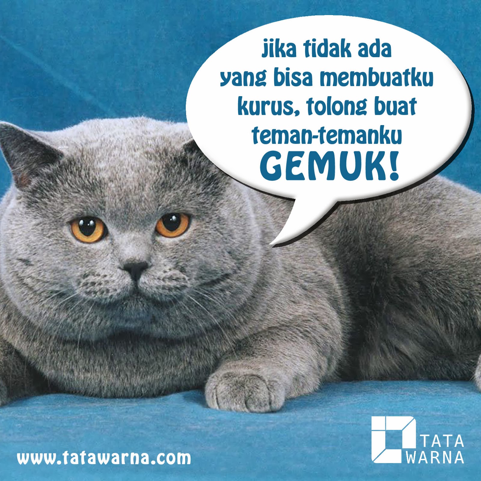 Gambar Animasi Lucu Kucing Terlengkap Display Picture Update